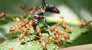 La extraña guerra civil de las hormigas en Barcelona
