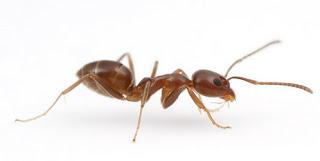 La extraña guerra civil de las hormigas en Barcelona