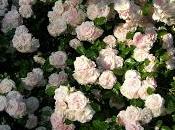 Aspirin® Rose