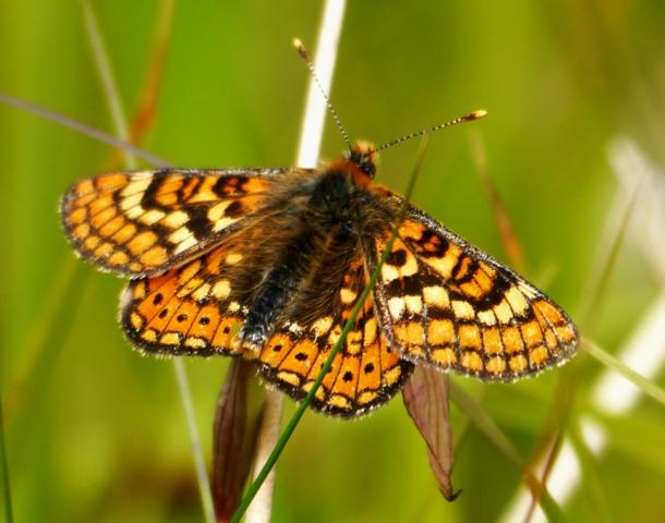 Reductos de diversidad