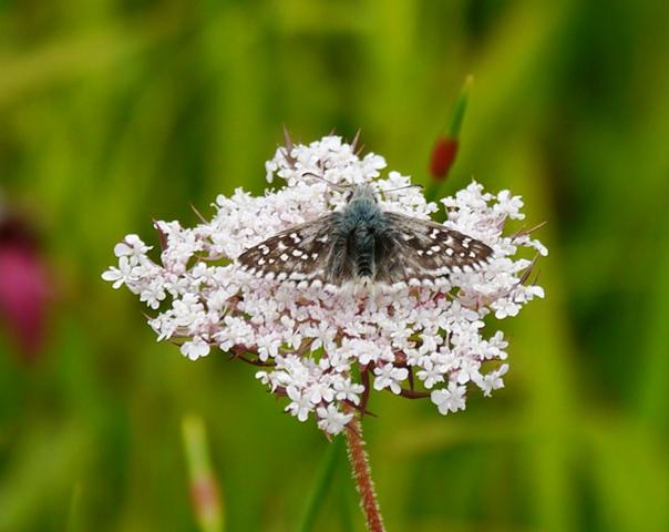 Reductos de diversidad