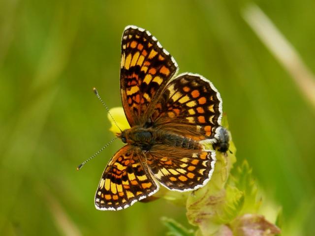 Reductos de diversidad