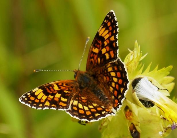 Reductos de diversidad