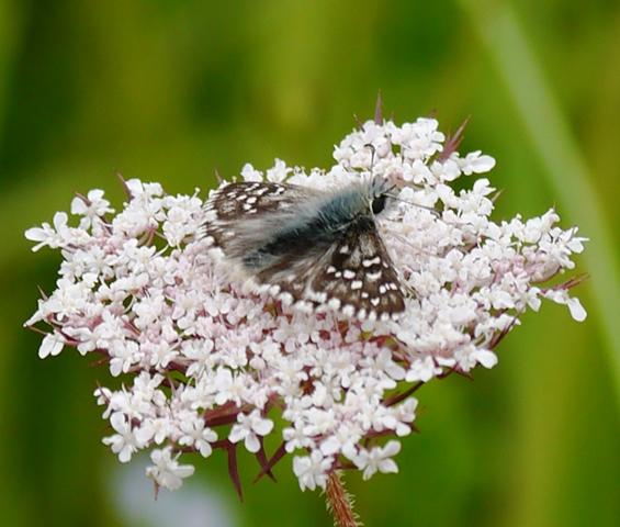 Reductos de diversidad
