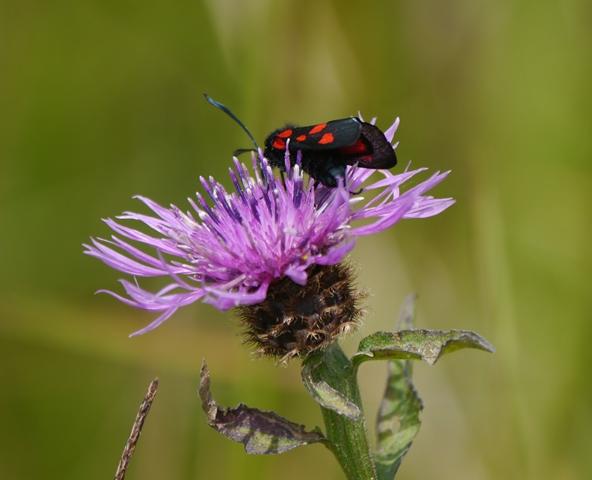 Reductos de diversidad