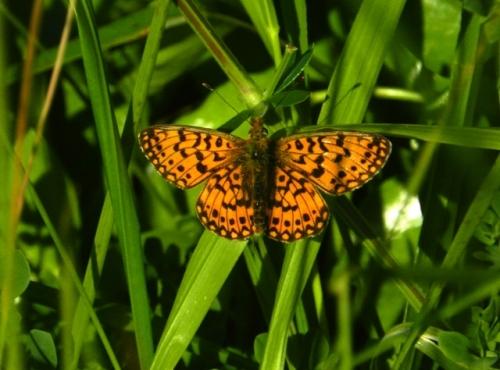 Reductos de diversidad