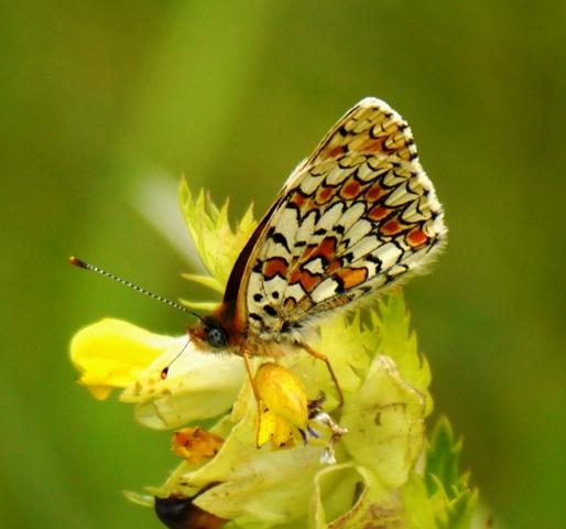 Reductos de diversidad