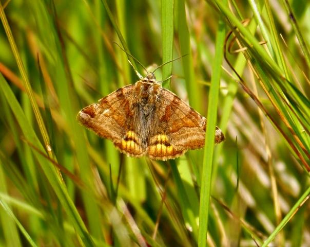 Reductos de diversidad