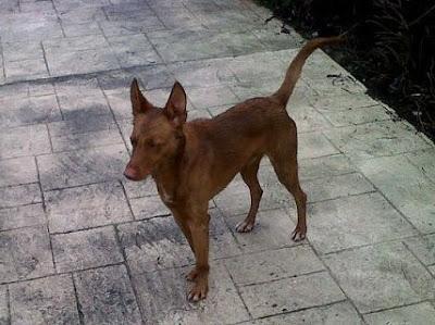 PODENCO, HA PASADO EL INVIERNO EN LA CALLE, ¿PASARÁ TAMBIÉN EL VERANO?