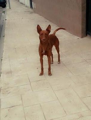 PODENCO, HA PASADO EL INVIERNO EN LA CALLE, ¿PASARÁ TAMBIÉN EL VERANO?