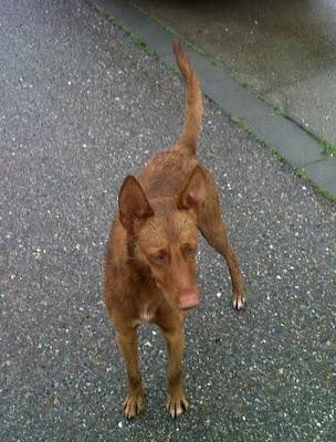 PODENCO, HA PASADO EL INVIERNO EN LA CALLE, ¿PASARÁ TAMBIÉN EL VERANO?