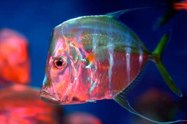 camuflaje de un pez jorobado (Selene vomer)