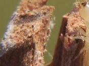 Fuera parásitos madera