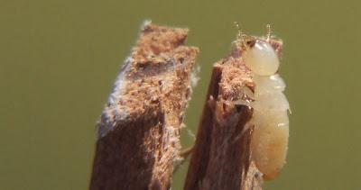 Fuera parasitos de la madera