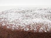 Bizcocho chocolates queso fresco