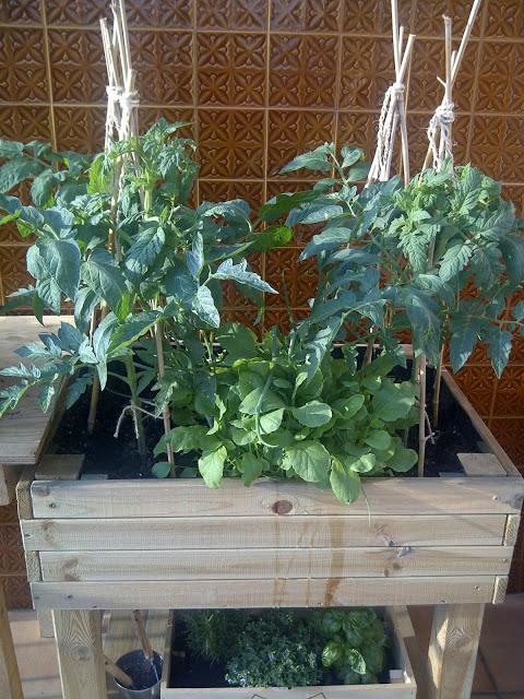 ¡Quién te ha visto y quién te ve! - Mis tomateras se hacen mayores