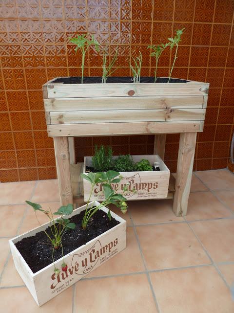 ¡Quién te ha visto y quién te ve! - Mis tomateras se hacen mayores