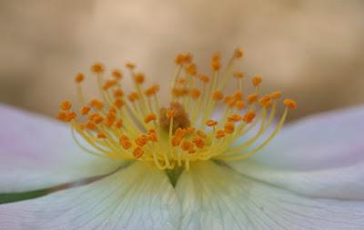 Rosa Canina