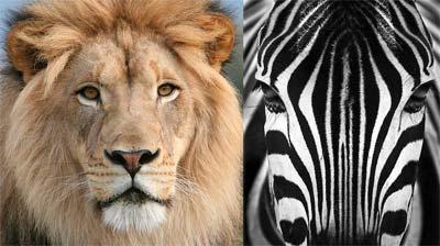 Liderazgo a través del coaching con caballos