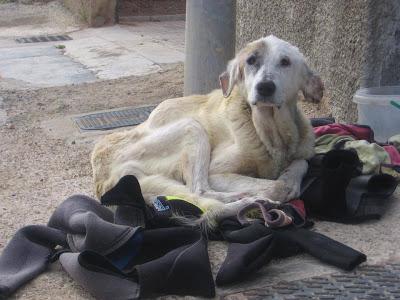 OTRO CASO EXTREMO!! DANA, MASTINA, LA IMAGEN DE LA MISERIA...