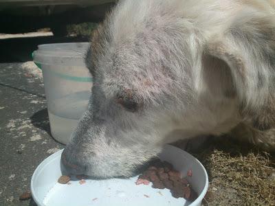 OTRO CASO EXTREMO!! DANA, MASTINA, LA IMAGEN DE LA MISERIA...