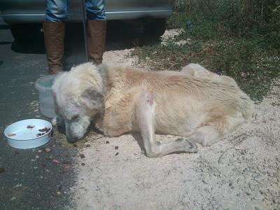 OTRO CASO EXTREMO!! DANA, MASTINA, LA IMAGEN DE LA MISERIA...