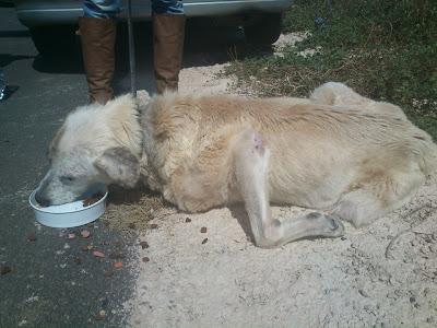 OTRO CASO EXTREMO!! DANA, MASTINA, LA IMAGEN DE LA MISERIA...