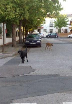 DOS MUY BUENOS AMIGOS COMPARTIENDO LA DURA VIDA EN LA CALLE. GALGA Y CRUCE DE LABRADOR