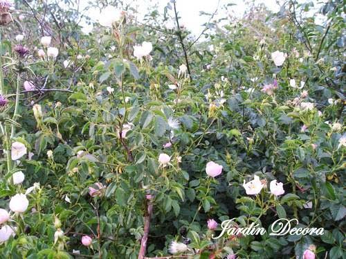 arbusto-de-rosal-silvestre-en-plena-floración