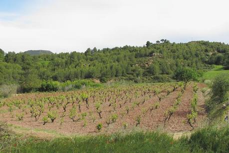 Vinya Mestre Vilavell de Bodegas Puiggròs Alta Anoia
