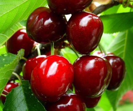 Es beneficioso para la salud comer cerezas