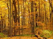 Camino tomado Robert Frost (The road taken)