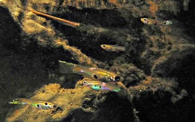 peces guppy (Poecilia reticulata)