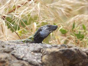 El lagarto guancho. Foto de @Perenquen23