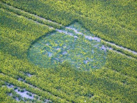 Primeros Crop Circle de la temporada 2013