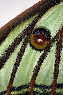 Para ampliar Actias isabellae (Graells, 1849) Detalle ala anterior hacer clic