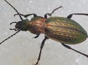 Carabus (Tachypus) cristoforii (Spence, 1823)
