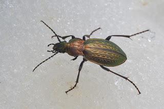 Para ampliar Carabus (Tachypus) cristoforii hacer clic