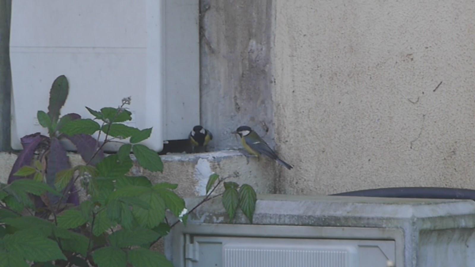 Carboneros ajetreados