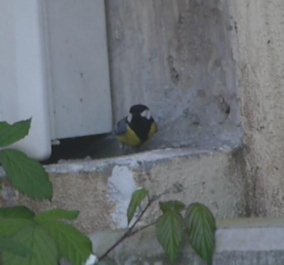 Carboneros ajetreados