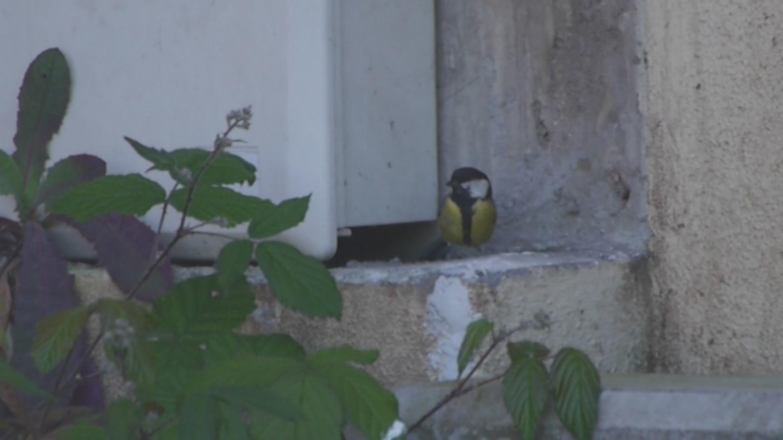 Carboneros ajetreados