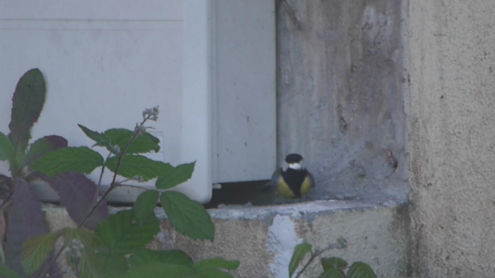 Carboneros ajetreados