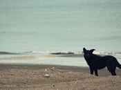 playas Monte Hermoso