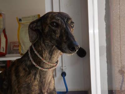 ZULO,  VIVÍA ENCERRADO Y EN OSCURIDAD..