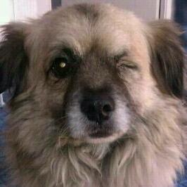 Perrito pequeño, con un ojito solo, desorientado en medio de la calle. (SEVILLA)