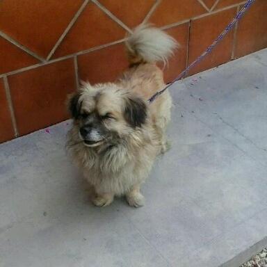 Perrito pequeño, con un ojito solo, desorientado en medio de la calle. (SEVILLA)