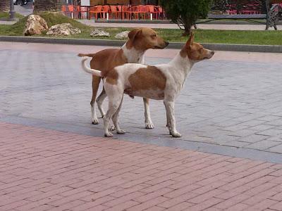 BUDY y COTI ...AYUDA DESESPERADA, ESTÁN EN LA CALLE. (HUELVA)