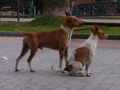 BUDY y COTI ...AYUDA DESESPERADA, ESTÁN EN LA CALLE. (HUELVA)