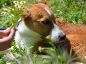 Gordon, simpático cachorro nacido libertad. gpar.