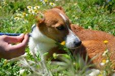 GORDON, SIMPÁTICO CACHORRO NACIDO EN LIBERTAD. GPAR.